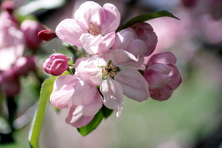blommor