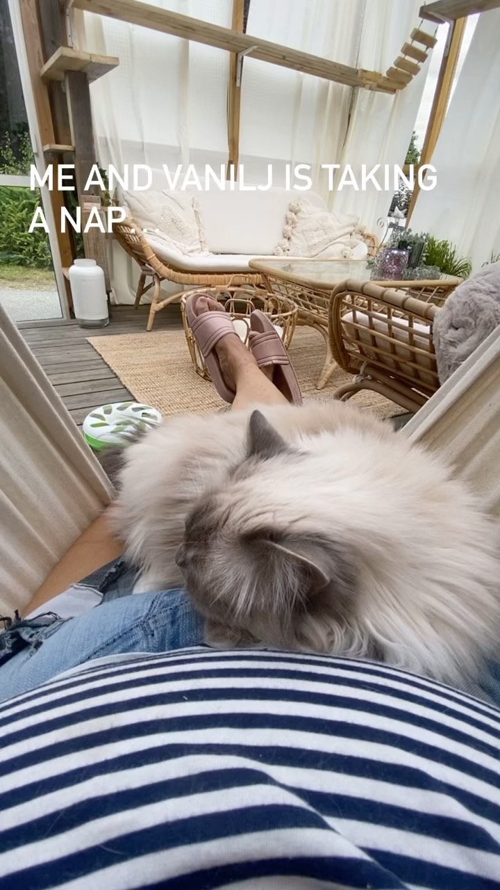 Sometimes it’s just right to taking a nap. I have been working with the patio and all shelves. Now it’s finished and before I move on to my next project, the home office I’ll relax and enjoy our new extra room 🥰 #vanilj #birma #birman #breeder #catsofinstagram #chokladochvanilj #pinkalicious #welovecats #we_love_cats  #bestcats_oftheworld #birman_feature #birmavanner #iphone11promax