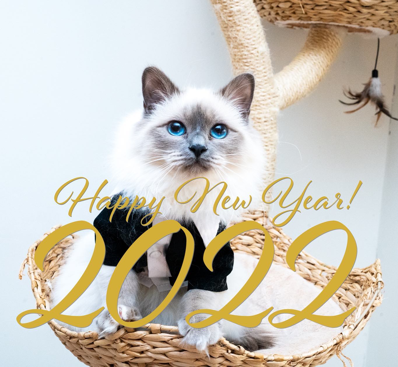 We wish you all a Happy New Year! 🎉🥳 #happynewyear2022 #minihollys2021 #birma #birman #breeder #catsofinstagram #chokladochvanilj #pinkalicious #welovecats #we_love_cats #bestcats_oftheworld #birman_feature #birmavanner