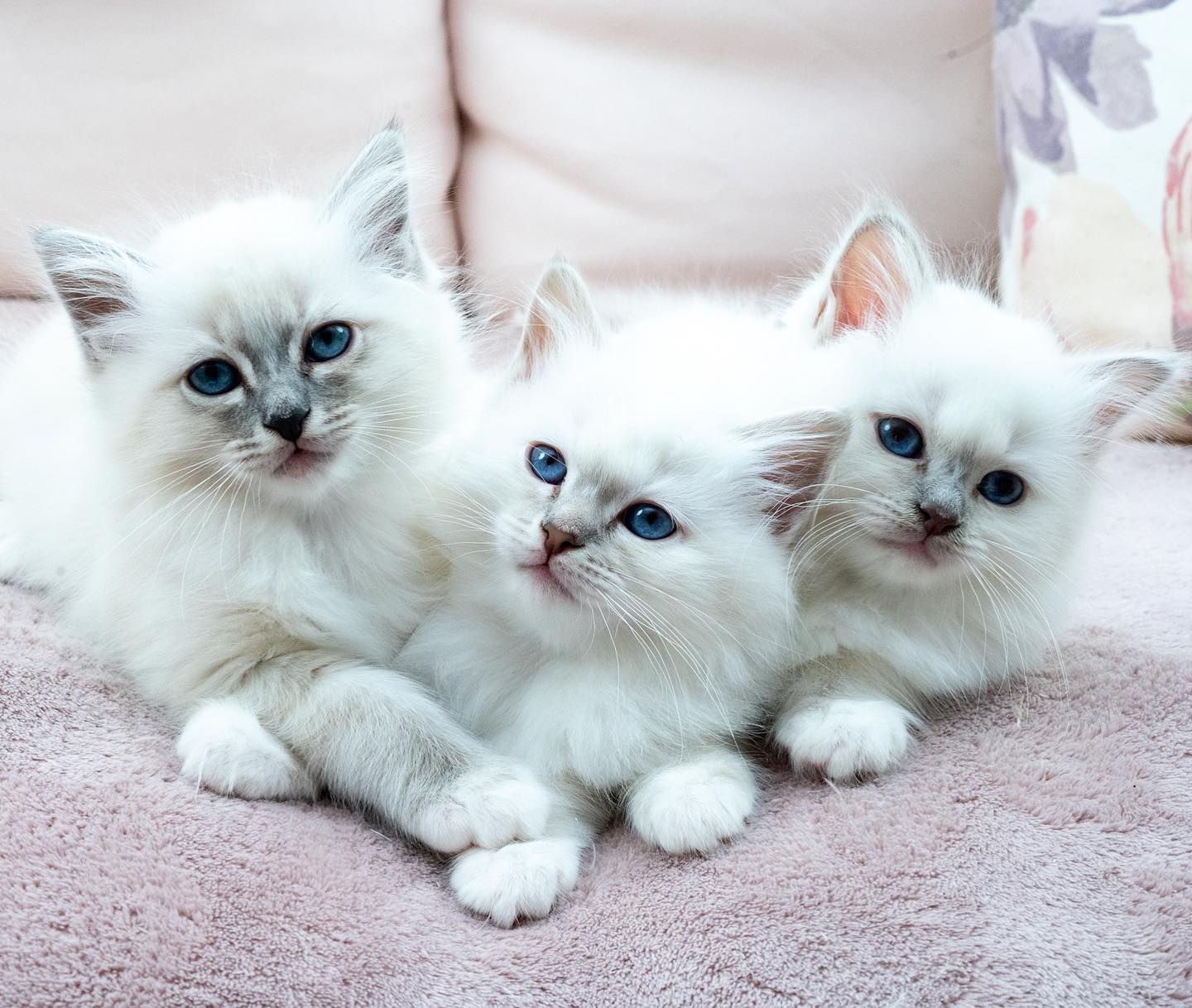 These three…. #minihollys2022 #birma #birman #breeder #catsofinstagram #chokladochvanilj #pinkalicious #welovecats #we_love_cats #bestcats_oftheworld #birman_feature #birmavanner #nikonz6