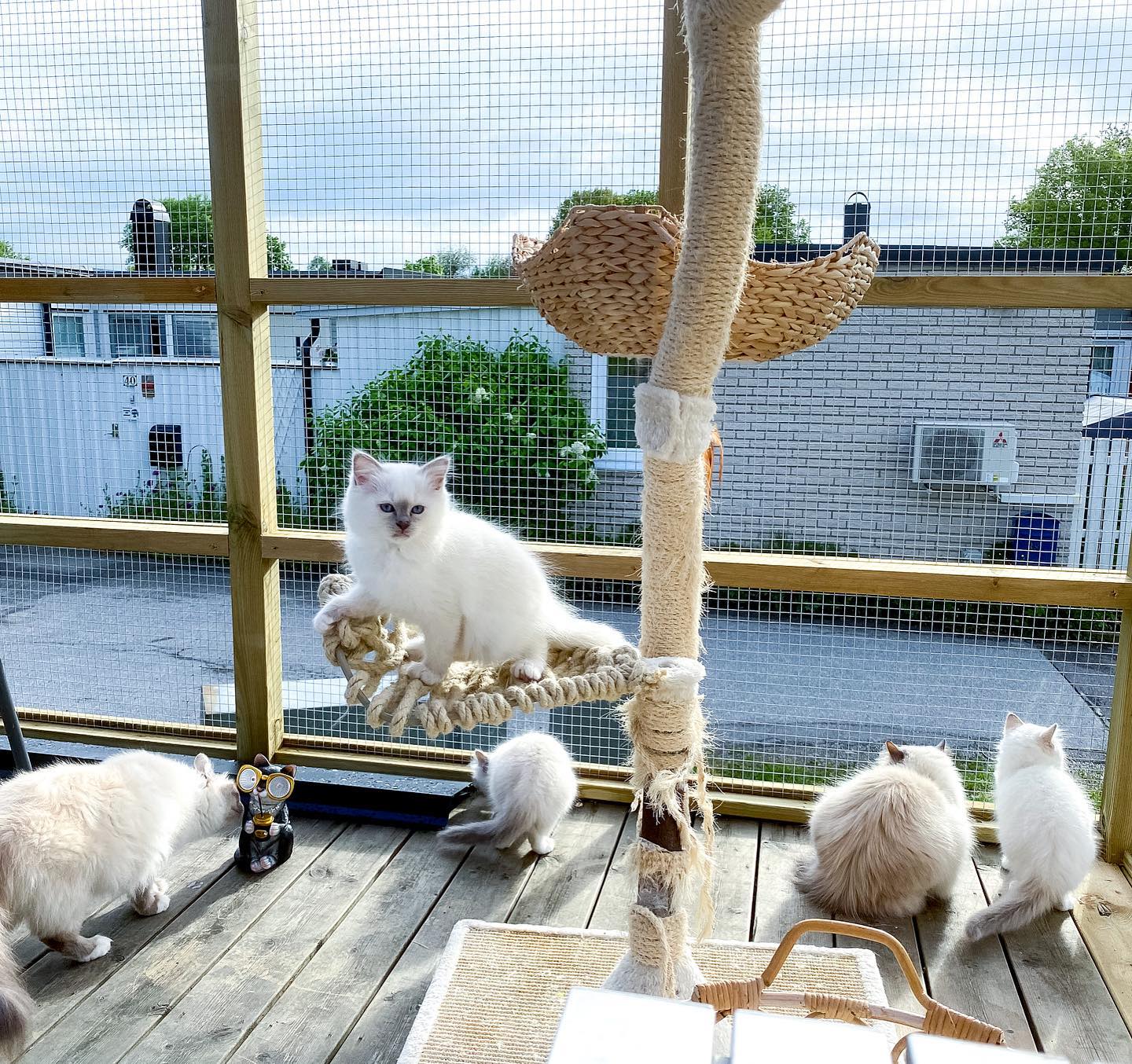 We love our new view on the patio 😽 #minihollys2022 #birma #birman #breeder #catsofinstagram #chokladochvanilj #pinkalicious #welovecats #we_love_cats #bestcats_oftheworld #birman_feature #birmavanner #iphone11promax