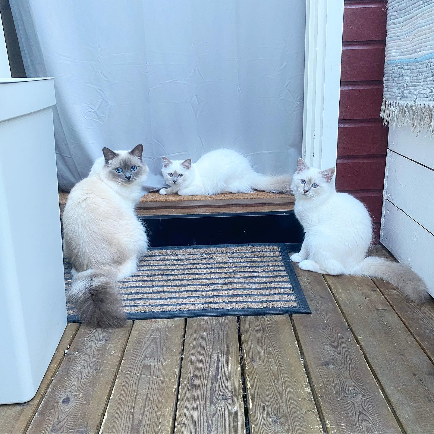 #sepinkaliciouscookie Cookie has a perfect summer, her own summer camp at home with her two brothers Sherman and Leo #minihollys2021 #minihollys2022 #birma #birman #breeder #catsofinstagram #chokladochvanilj #pinkalicious #welovecats #we_love_cats #excellent_cats #bestcats_oftheworld #birman_feature #birmavanner #iphone11promax
